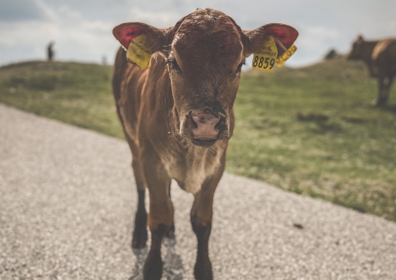 images/news/Gallery%20Aktuelles/roadtrip2.jpg#joomlaImage://local-images/news/Gallery Aktuelles/roadtrip2.jpg?width=570&height=404